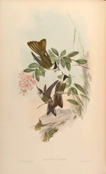 Oxypogon lindenii = Oxypogon guerinii lindenii